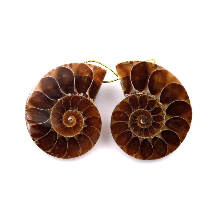 AAA Natural Sliced Ammonite Fossil Earring Pair Cabochon Drilled Matched Gemstone Beads Intrinsic Trading Earrings AAA Natural Sliced Ammonite Fossil Earring Pair Cabochon Drilled Matched Gemstone Beads Intrinsic Trading Earrings