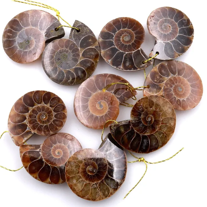 AAA Natural Sliced Ammonite Fossil Earring Pair Cabochon Drilled Matched Gemstone Beads Intrinsic Trading Earrings