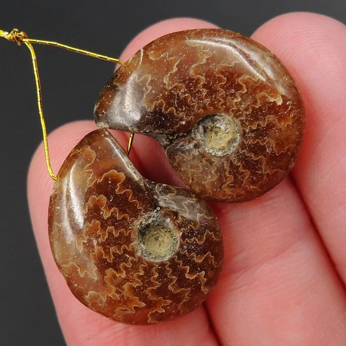 Intrinsic Trading Earrings Drilled Whole Small Ammonite Earring Pair Matched Full Baby Ammonite Fossil Cabochon Cab Pair Drilled Matched Earrings Bead Pair E3291 Intrinsic Trading Earrings Drilled Whole Small Ammonite Earring Pair Matched Full Baby Ammonite Fossil Cabochon Cab Pair Drilled Matched Earrings Bead Pair E3291